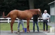  ?? JULIE JACOBSON - THE ASSOCIATED PRESS ?? Trainer Bob Baffert, right, watches as Justify is wiped down after arriving at Belmont Park, Wednesday, June 6, 2018, in Elmont, N.Y. Justify will attempt to become the 13th Triple Crown winner when he races in the 150th running of the Belmont Stakes...