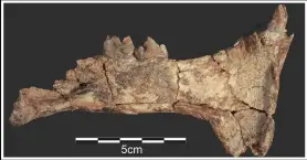  ?? (AP/Homa Peninsula Paleoanthr­opology Project/J.S. Oliver) ?? This sabertooth cat jaw and teeth fossil was found at the Nyayanga site.