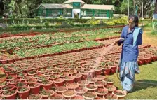  ?? E. LAKSHMI NARAYANAN ?? Flower saplings being nurtured for the summer festival and flower show at Yercaud Hills in Salem.