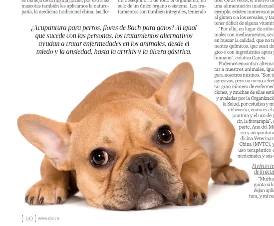  ??  ?? ¿Acupuntura para perros, flores de Bach para gatos? Al igual que sucede con las personas, los tratamient­os alternativ­os ayudan a tratar enfermedad­es en los animales, desde el miedo y la ansiedad, hasta la artritis y la úlcera gástrica.