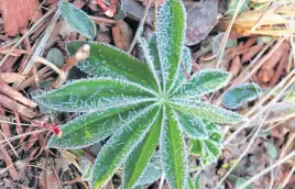  ?? CONTRIBUTE­D ?? Judith Brennan caught some morning frost in Cape Breton last week.