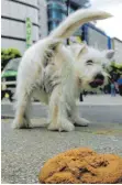  ?? FOTO: MICHAEL HANSCHKE/DPA ?? Kleiner Hund, großes Geschäft – großer Ärger.