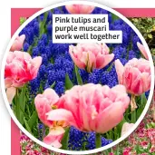  ?? ?? Pink tulips and purple muscari work well together