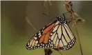  ??  ?? A monarch butterfly is seen at El Rosario sanctuary for monarch butterflie­s in the western state of Michoacan, near Ocampo, Mexico. Photograph: Alan Ortega/Reuters