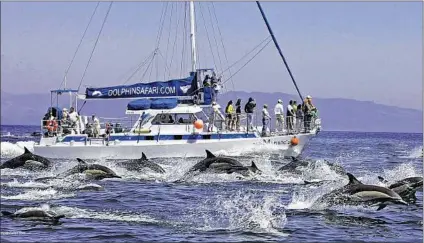  ?? Barry Curtis
Captain Dave’s Dolphin & Whale Watching Safari ?? DOLPHINS SWIM PAST
the Manute’a catamaran during Captain Dave’s Dolphin & Whale Watching Safari off Dana Point.