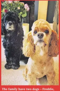  ??  ?? The family have two dogs – Freddie, named after Martine’s favourite performer, Freddie Mercury, and Harry, after Prince Harry because of the colour of his coat.