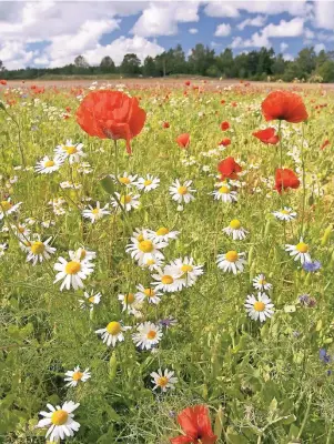  ?? FOTO: VISIT SAAREMAA ?? Auf Muhu und zwei anderen estnischen Inseln werden 2500 Hektar der ursprüngli­chen Wiesen rekultivie­rt.