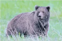  ??  ?? Grizzly bear No. 132 was found dead in Mystic Pass on Oct. 29. He may have been eaten by grizzly No. 136.