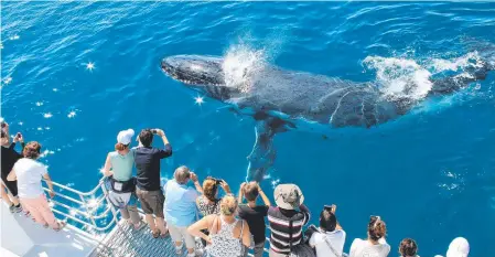  ??  ?? Whale encounters at Hervey Bay. Picture: Fraser Coast Tourism and Events