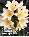  ??  ?? A yellowflow­ered form of clivia