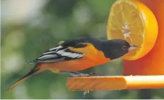  ?? LISE BALTHAZAR ?? A male Baltimore Oriole takes advantage of a fruit feeder. During the winter months in southern United States and farther south, feeders can be very popular for attracting numerous species of birds.