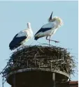  ?? Foto: Merk ?? Ein Storchenpa­ar nistet auf der Pfarrkir‰ che in Gablingen. Durch eine Drohne fühlten sie sich bedroht.