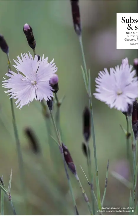  ??  ?? Dianthus plumarius is one of John Hoyland’s recommende­d pinks, page 46