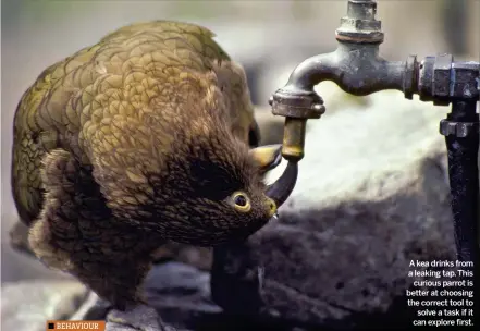  ??  ?? BEHAVIOUR A kea drinks from a leaking tap. This curious parrot is better at choosing the correct tool to solve a task if it can explore first.