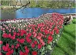  ?? YVES HERMAN/REUTERS ?? A gardener cleans a tulips field at the Keukenhof park, also known as the Garden of Europe, in Lisse, where seven million flower bulbs are planted annually.