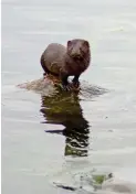  ?? FOTO: ARI SEPPANEN ?? Minken är en effektiv jägare som inte hör hemma i Finlands natur, men som är omöjlig att få bort. Tack vare punktinsat­ser för att eliminera mink kan man ändå minska skadan den gör, i synnerhet på fågelskär.