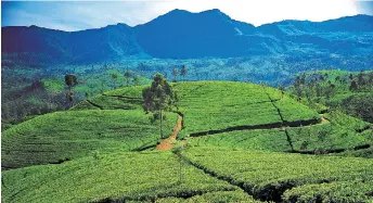  ?? ?? Tea plantation­s