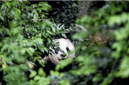  ?? PHOTO: GETTY IMAGES ?? A new study shows that although there are more giant pandas, the area they live in is becoming more cramped.