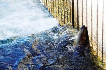  ?? AFP ?? The fish hatchery produces and releases juvenile fall and spring Chinook salmon to mitigate lost habitat.