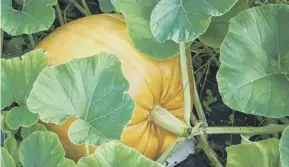  ??  ?? Preparatio­n before planting is vital when growing pumpkins fit for carving