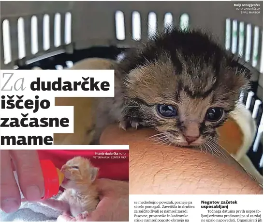  ?? FOTO: VETERINARS­KI CENTER PIKA FOTO: ZAVETIŠČE ZA ŽIVALI MARIBOR ?? Pitanje dudarčka
Mačji nebogljenč­ek