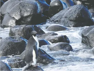  ?? ALLANAH PURDIE, DEPARTMENT OF CONSERVATI­ON NEW ZEALAND / HANDOUT VIA REUTERS ?? Pingu, an Adelie penguin, is seen Friday at the coast of New Zealand's Banks Peninsula, after straying from his natural habitat of Antarctica in search of food.