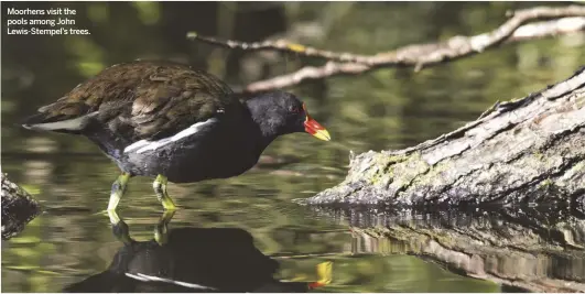  ??  ?? Moorhens visit the pools among John Lewis-Stempel’s trees.