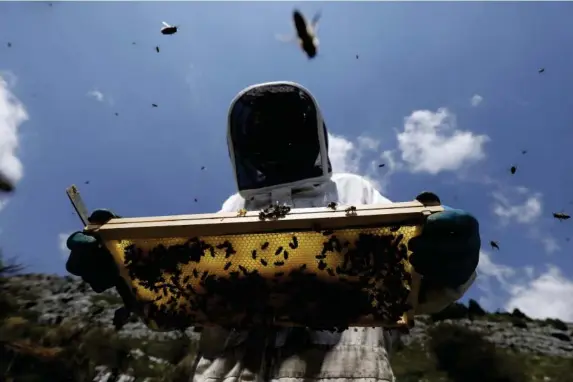  ?? (Photos EPA) ?? French beekeeper Jerome Payen with some of his hive