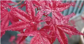  ??  ?? IN THE PINK: Acer palmatum adds a splash of colour to your garden