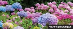  ??  ?? Flowering hydrangeas