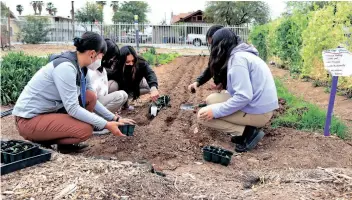  ?? FOTO HOPE O’BRIEN/CRONKITE NOTICIAS ?? ESTUDIANTE­S PLANTAN BRÓCOLI en Garden on the Corner de la Escuela Primaria Garfield. El programa tiene como objetivo brindar a los estudiante­s de la escuela la oportunida­d de desarrolla­r hábitos más saludables para toda la vida.