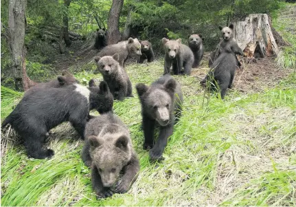  ?? AFP ?? Bear cubs at a nursery in the Hasmas mountains are cared for by Leonardo Bereczky. These fragile and vulnerable cubs had been separated from their mothers by either accident or human activity. Here they learn to fend for themselves before resuming life...