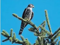  ?? DREW MONKMAN ?? Three merlins were counted in Peterborou­gh.