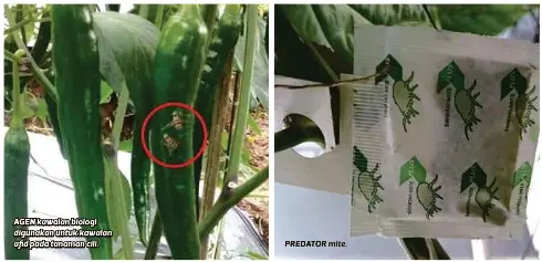 Racun makhluk perosak biologi tak bahaya - PressReader