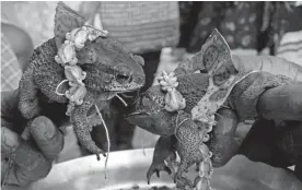  ??  ?? A priest conducts the “marriage” of two frogs to pray for rain at Debgram village, in Birbhum district of West Bengal, on Wednesday.