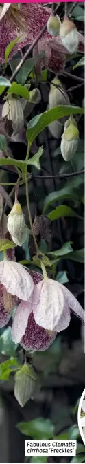  ??  ?? Fabulous Clematis cirrhosa ‘Freckles’