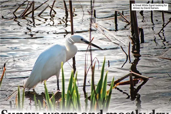  ?? ?? A Great White Egret looking for dinner, by David Sarson.