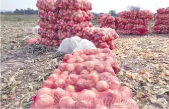  ??  ?? Cebolla de primera calidad producen en Ybytymí; sin embargo, el contraband­o baja los precios.