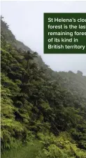  ?? ?? St Helena’s cloud forest is the last remaining forest of its kind in British territory