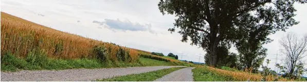  ?? Archivfoto: Philipp Schröders ?? Schon jetzt ist es möglich, über Feldwege von Hörmannsbe­rg aus nach Kissing zu fahren und die unübersich­tliche Ortsverbin­dungsstraß­e zu umgehen. Jedoch wünschen sich die Gemeinden, diese Wege auszubauen. Auf Kissinger Gebiet ist aber eine...