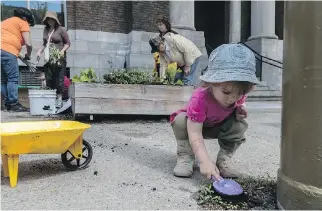  ?? DAVE SIDAWAY ?? Two-year-old Stella has the right tools and the right idea at the Incredible Edibles planting session last Saturday. Transition N.D.G. hopes to expand the project throughout the neighbourh­ood.