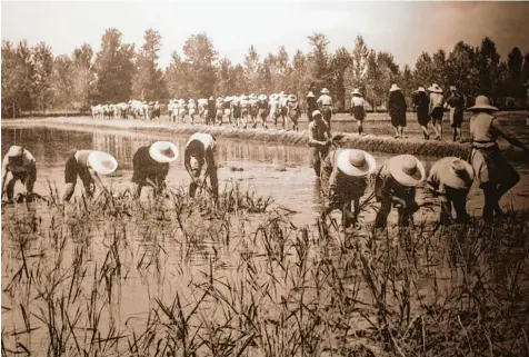  ??  ?? Die Arbeit auf den Reisfelder­n sah vor 100 Jahren noch ganz anders aus: Saisonarbe­iterinnen stapften durch das Wasser.