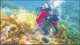  ?? MARC- ANDRé BERNIER/ PARkS CANADA IMAgE ?? Parks Canada’s underwater archaeolog­y team investigat­es HMS Erebus in Nunavut.