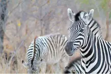  ?? ?? MAIN MAN: Fashion fundis might be left wondering if this zebra visited a nearby bushveld salon. Photograph­er Nothando Mkhombo zooms in on black and white detail.