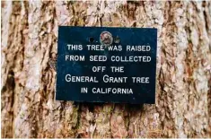  ?? ?? A sign placed on the trunk of a giant redwood tree.