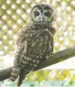 ?? RIC ERNST ?? Spotted owls are being raised in a breeding program in Langley for release into the wild