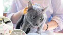  ??  ?? Owners can enter their cats in the Best of the Best Korat Cats award. Able.