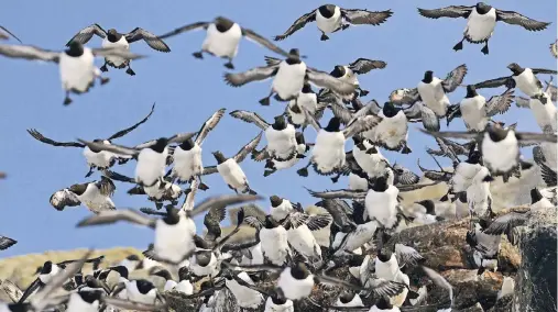  ?? FOTOS: BIOTOPE ?? Hunderte Trottellum­men bevölkern im Sommer die Vogel-Insel Hornøya, die vor Vardø liegt.