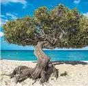  ?? SCOTT BAKER/THE NEW YORK TIMES ?? A tree on Eagle Beach in Aruba. Aruba first opened to Canada, Europe and most other Caribbean countries July 1 with U.S. travelers to be admitted shortly thereafter.