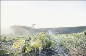  ?? ] APA ] ?? Die Frostbereg­nung schützt gut vor Frost, ist aber noch nicht weit verbreitet.